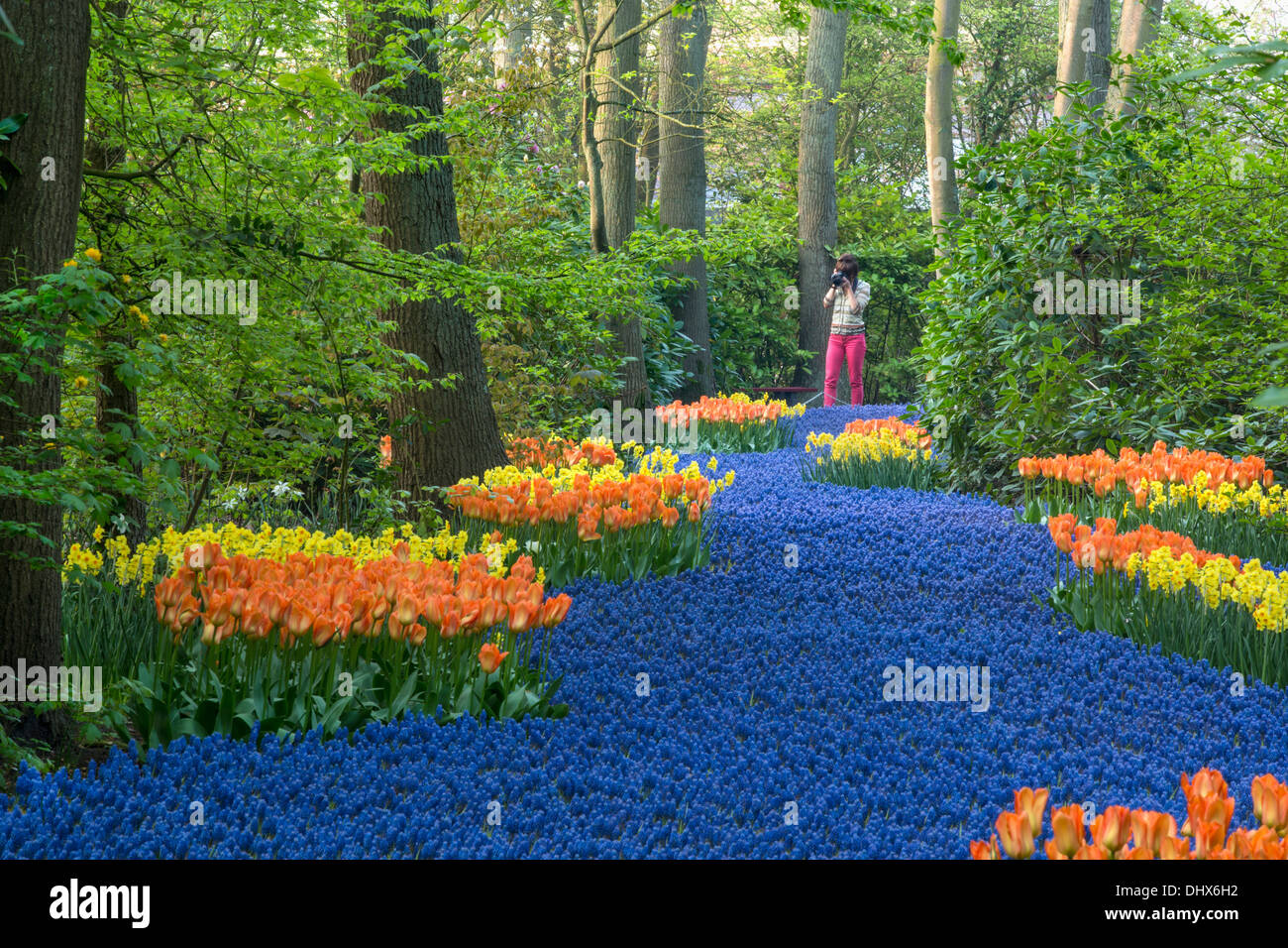 Pays-bas, lisse, jardins de Keukenhof. Woman taking photo Banque D'Images