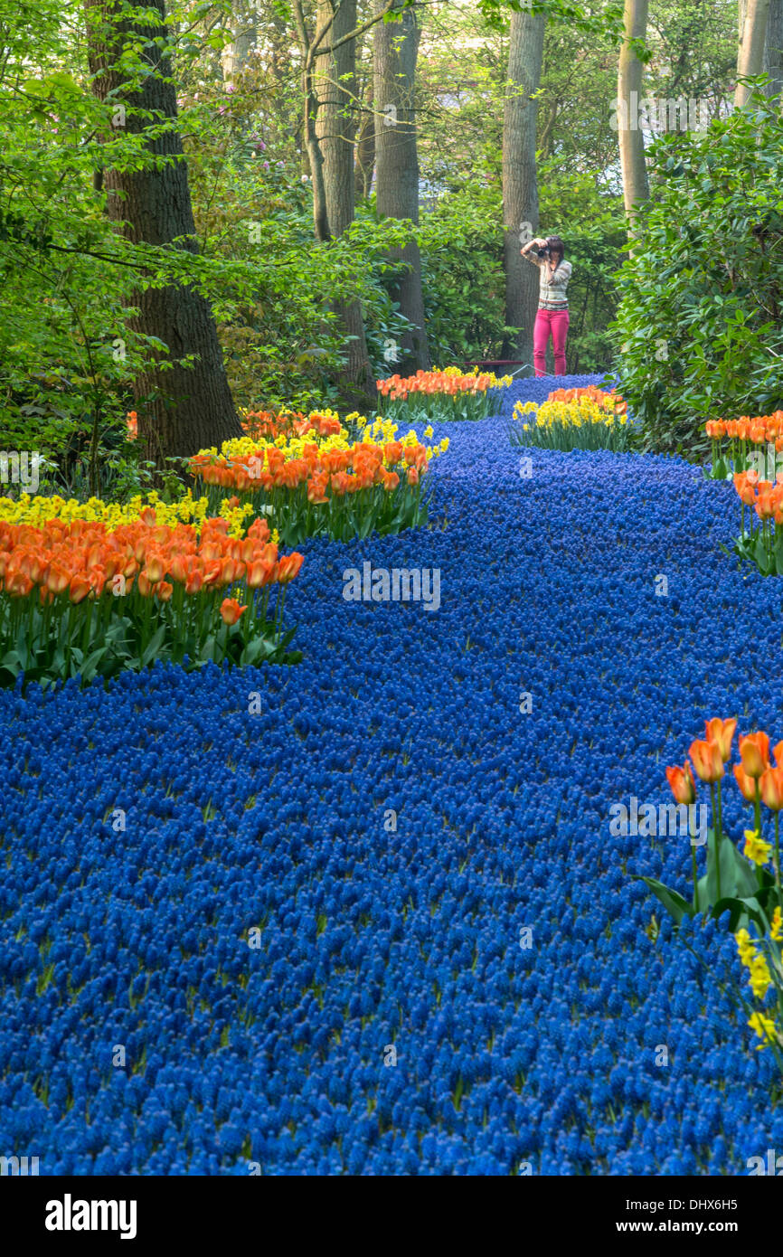 Pays-bas, lisse, jardins de Keukenhof. Woman taking photo Banque D'Images