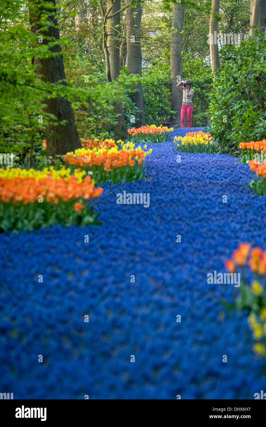 Pays-bas, lisse, jardins de Keukenhof. Woman taking photo Banque D'Images