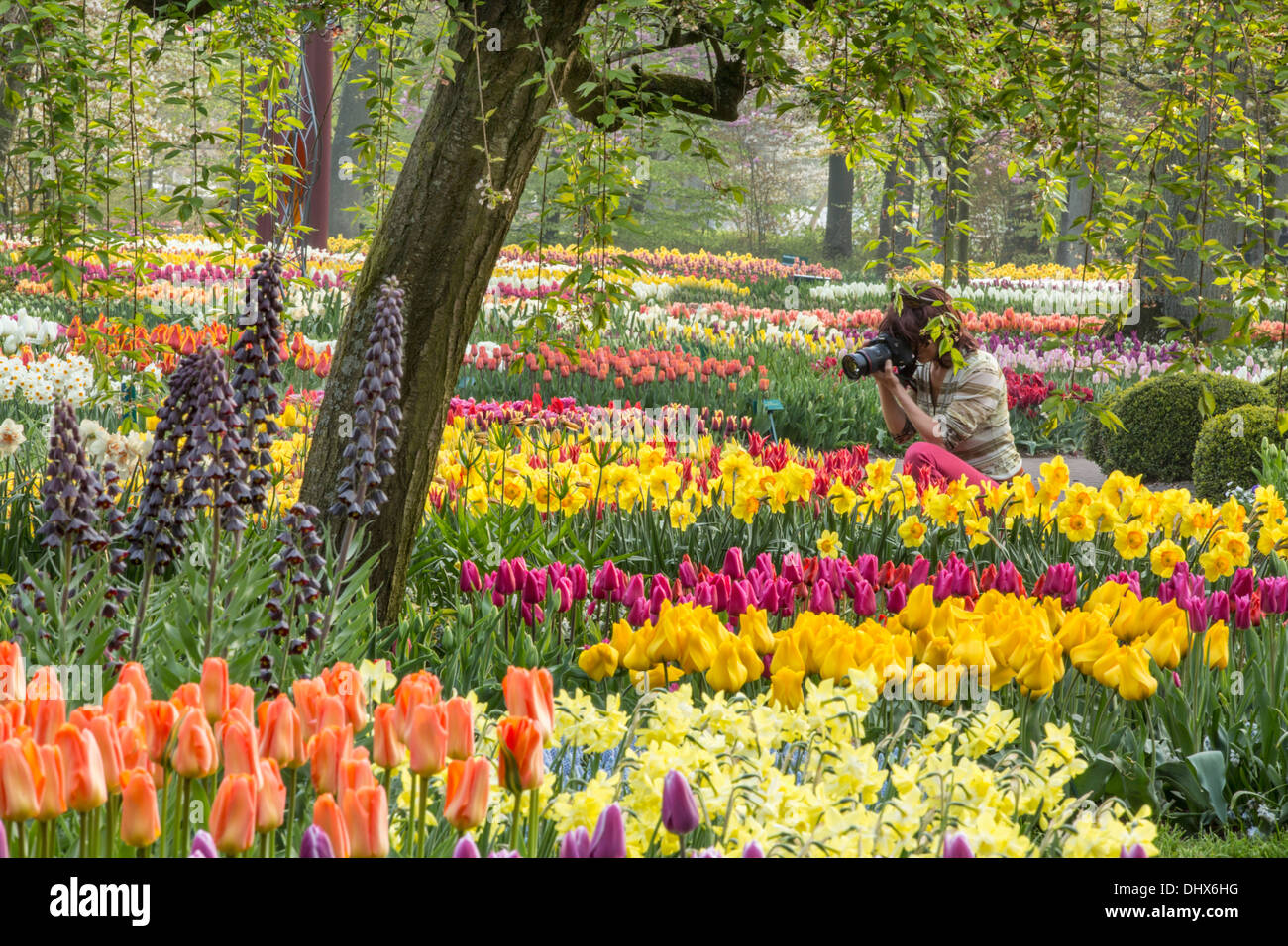 Pays-bas, lisse, jardins de Keukenhof. Marjolijn photographe officiel van de prendre une photographie. Banque D'Images
