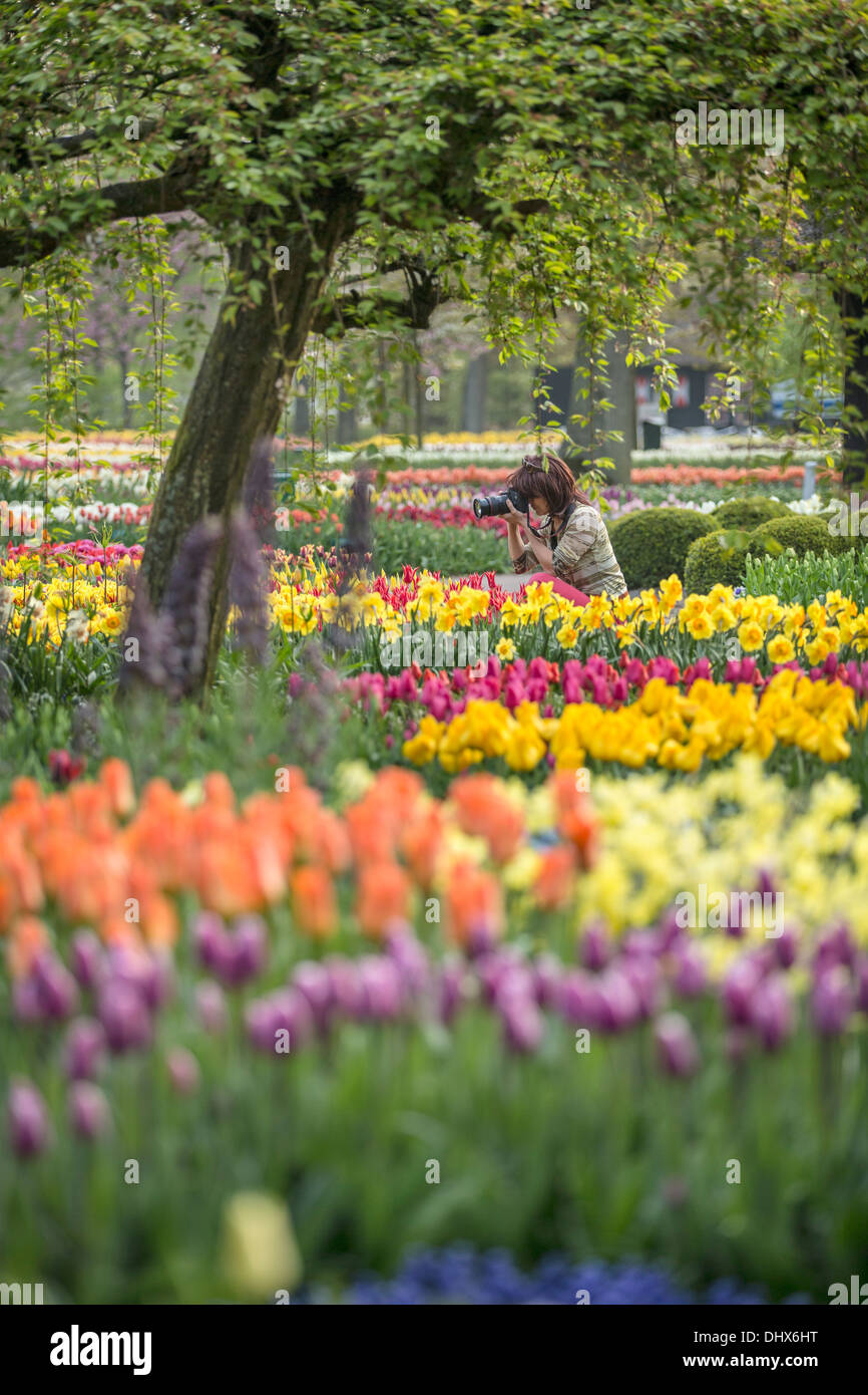 Pays-bas, lisse, jardins de Keukenhof. Pays-bas, lisse, jardins de Keukenhof. Marjolijn photographe officiel van de prendre une photographie. Banque D'Images