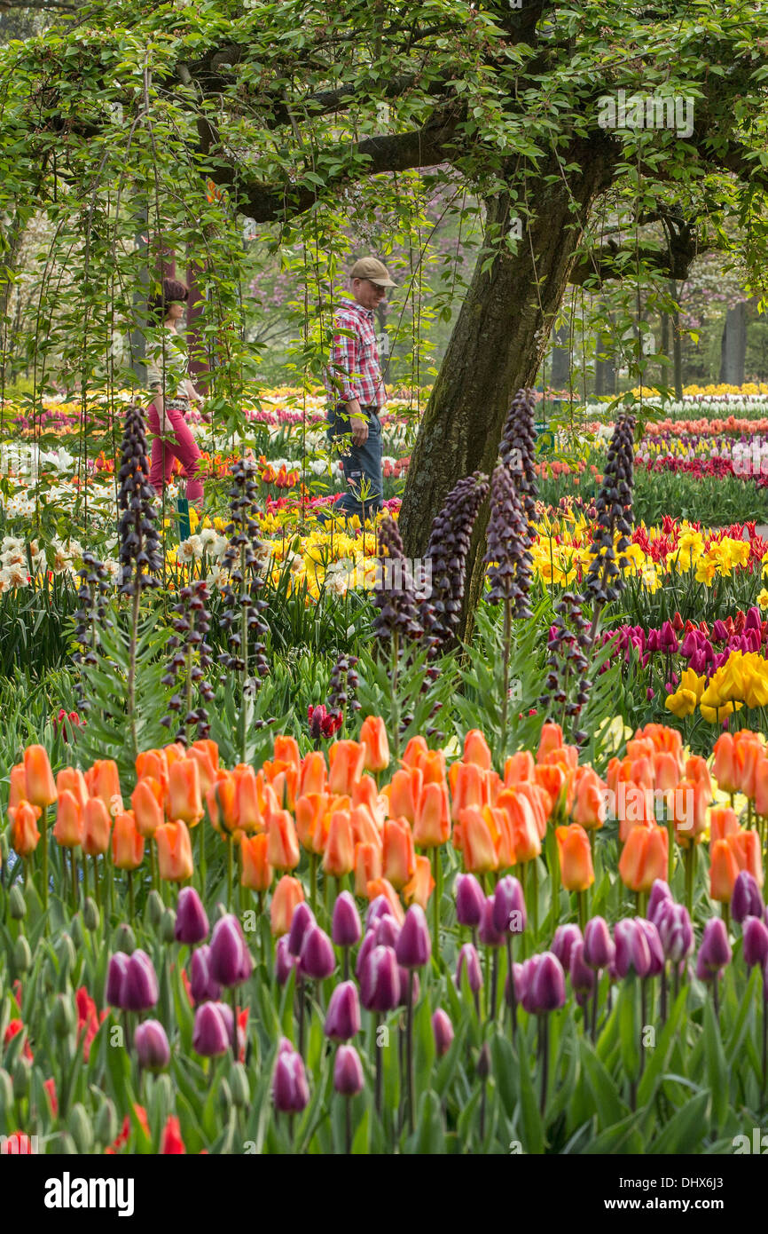Pays-bas, lisse, jardins de Keukenhof. Couple fleurs Banque D'Images
