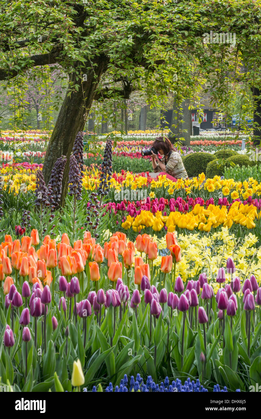 Pays-bas, lisse, jardins de Keukenhof. Pays-bas, lisse, jardins de Keukenhof. Marjolijn photographe officiel van de prendre une photographie. Banque D'Images