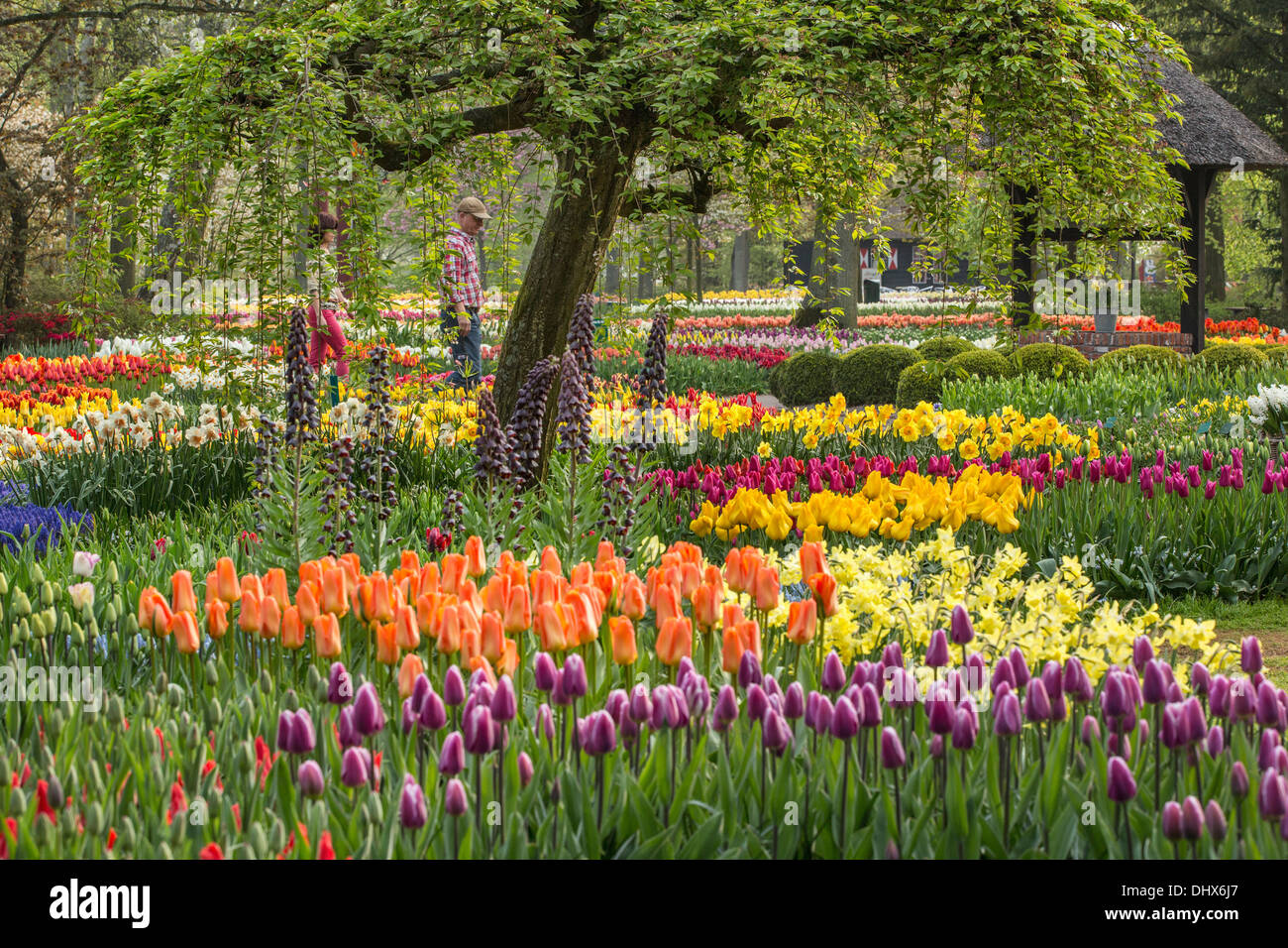 Pays-bas, lisse, jardins de Keukenhof. Couple fleurs Banque D'Images