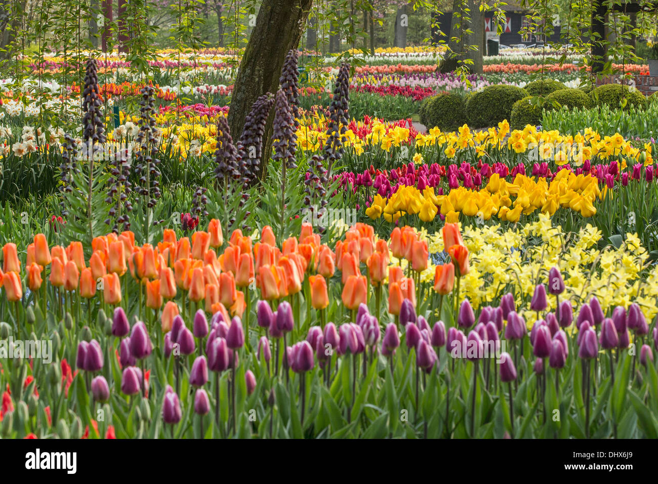Pays-bas, lisse, les jardins de Keukenhof Banque D'Images