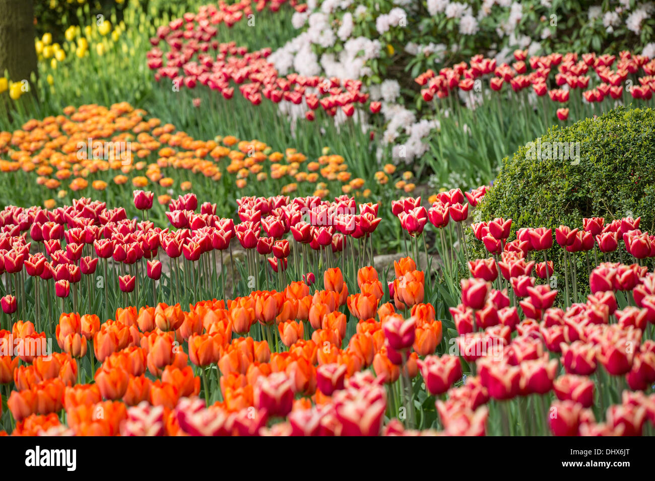 Pays-bas, lisse, les jardins de Keukenhof Banque D'Images