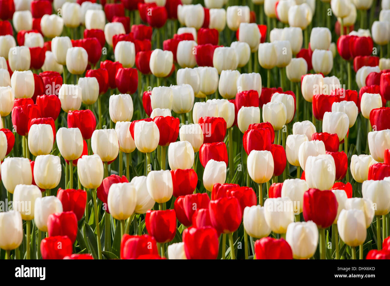 Pays-bas, lisse, jardins de Keukenhof. Tulipes Banque D'Images
