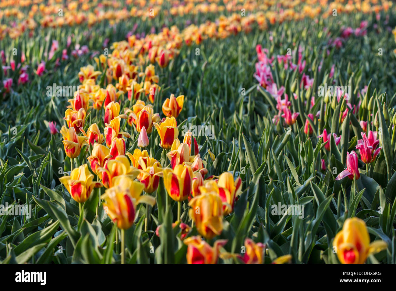 Pays-bas, lisse, jardins de Keukenhof. Tulipes Banque D'Images