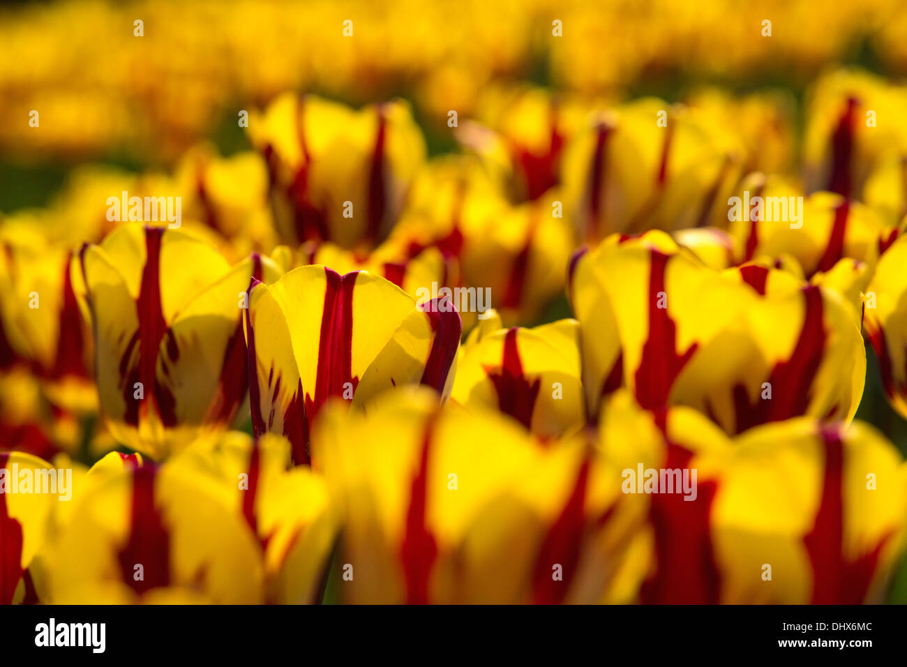 Pays-bas, lisse, jardins de Keukenhof. Tulipes Banque D'Images