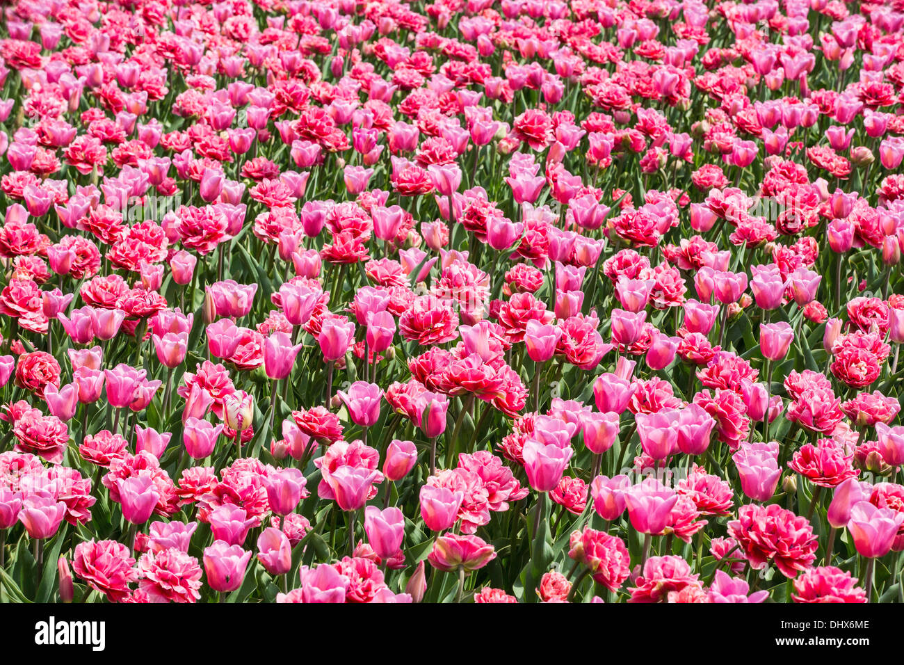 Pays-bas, lisse, les jardins de Keukenhof Banque D'Images