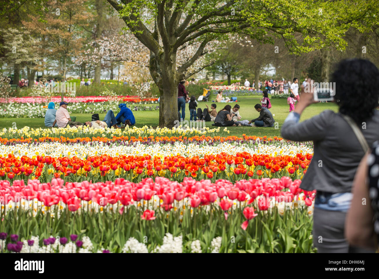 Pays-bas, lisse, les jardins de Keukenhof Banque D'Images