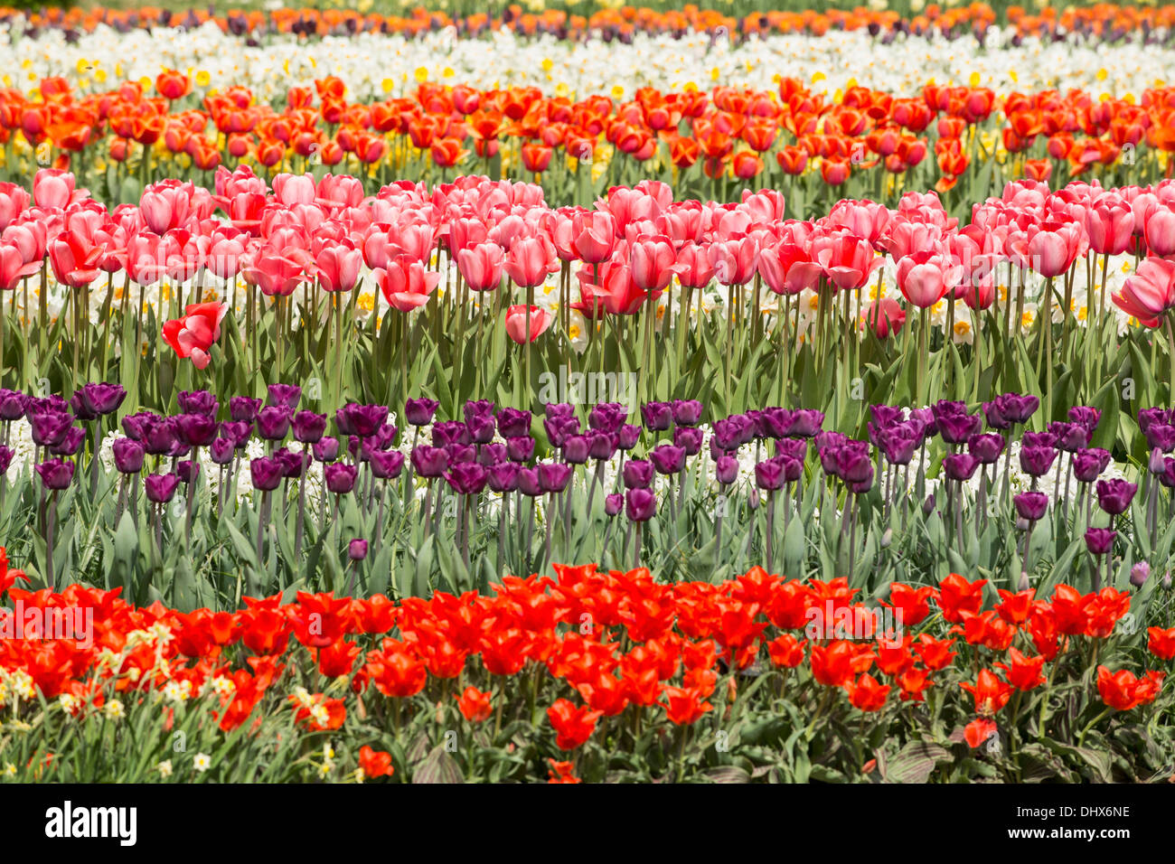 Pays-bas, lisse, jardins de Keukenhof. Tulipes Banque D'Images