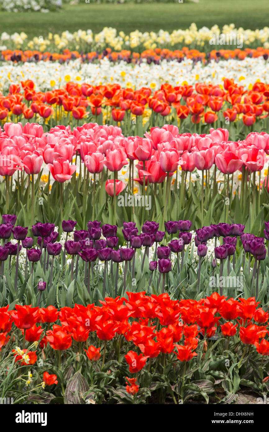 Pays-bas, lisse, jardins de Keukenhof. Tulipes Banque D'Images
