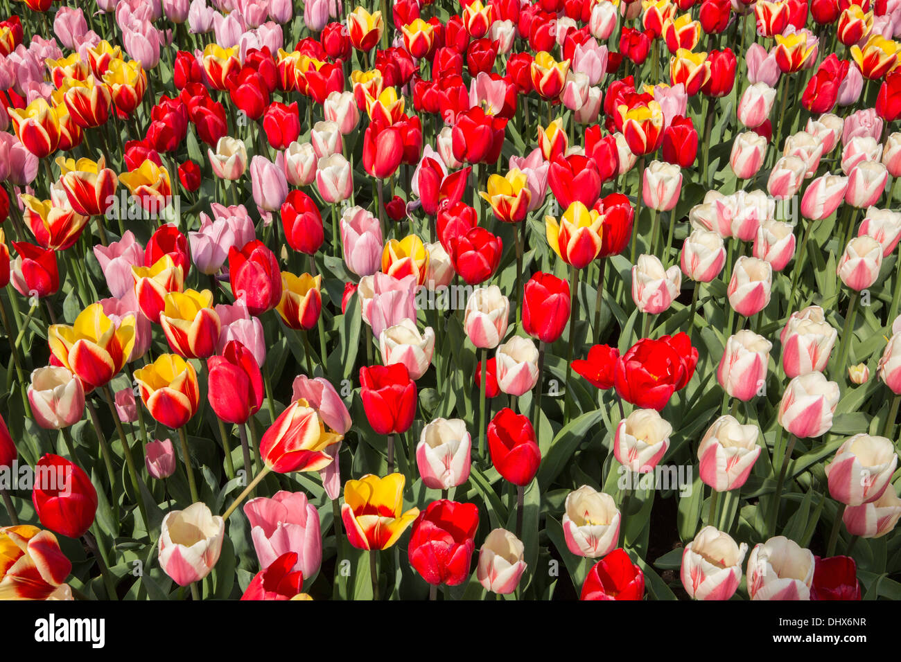 Pays-bas, lisse, jardins de Keukenhof. Tulipes Banque D'Images
