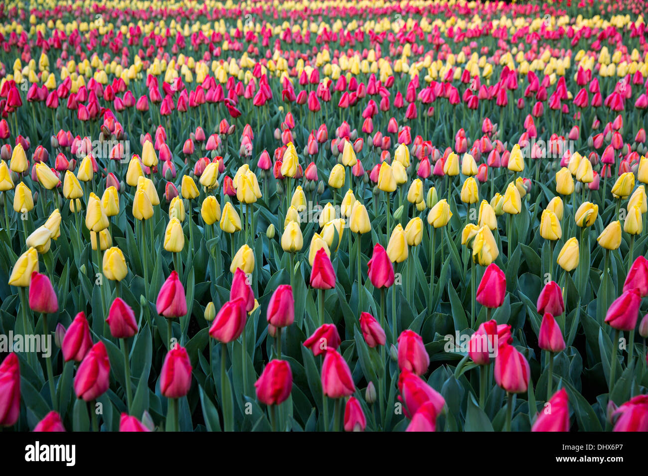 Pays-bas, lisse, jardins de Keukenhof. Tulipes Banque D'Images