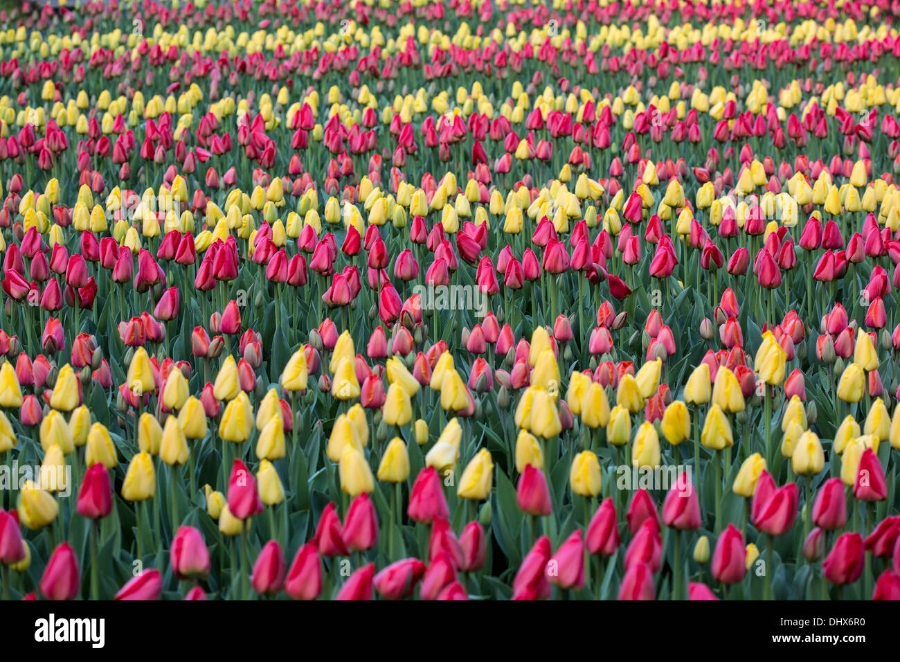 Pays-bas, lisse, jardins de Keukenhof. Tulipes Banque D'Images
