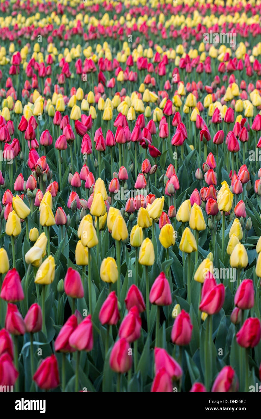 Pays-bas, lisse, jardins de Keukenhof. Tulipes Banque D'Images