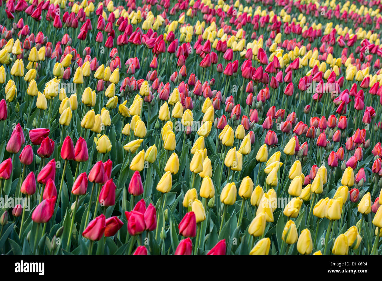 Pays-bas, lisse, jardins de Keukenhof. Tulipes Banque D'Images