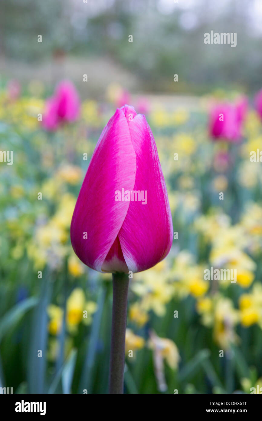 Pays-bas, lisse, jardins de Keukenhof. Tulipes Banque D'Images