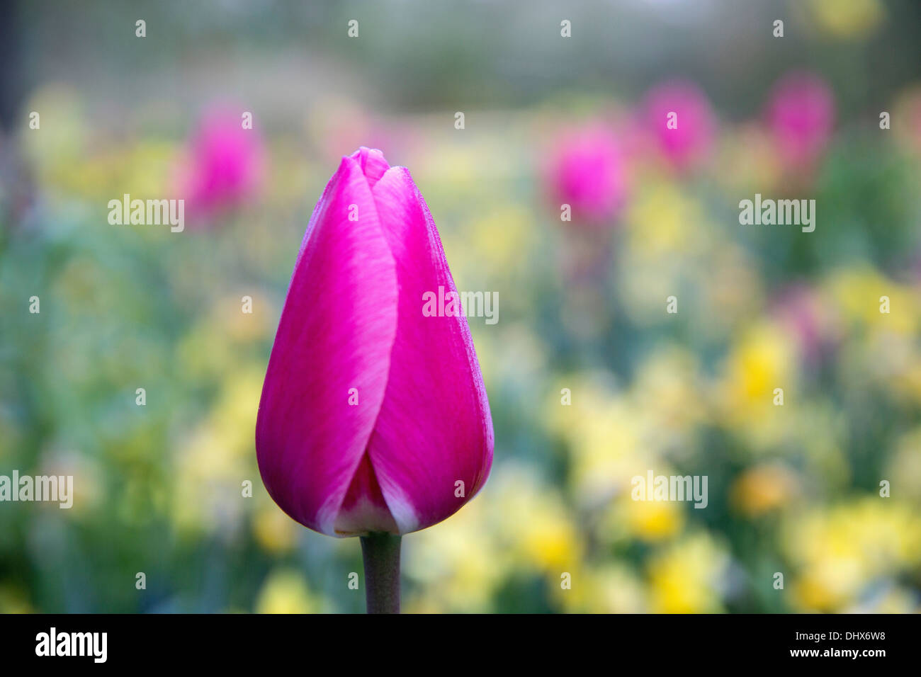 Pays-bas, lisse, jardins de Keukenhof. Tulipes Banque D'Images