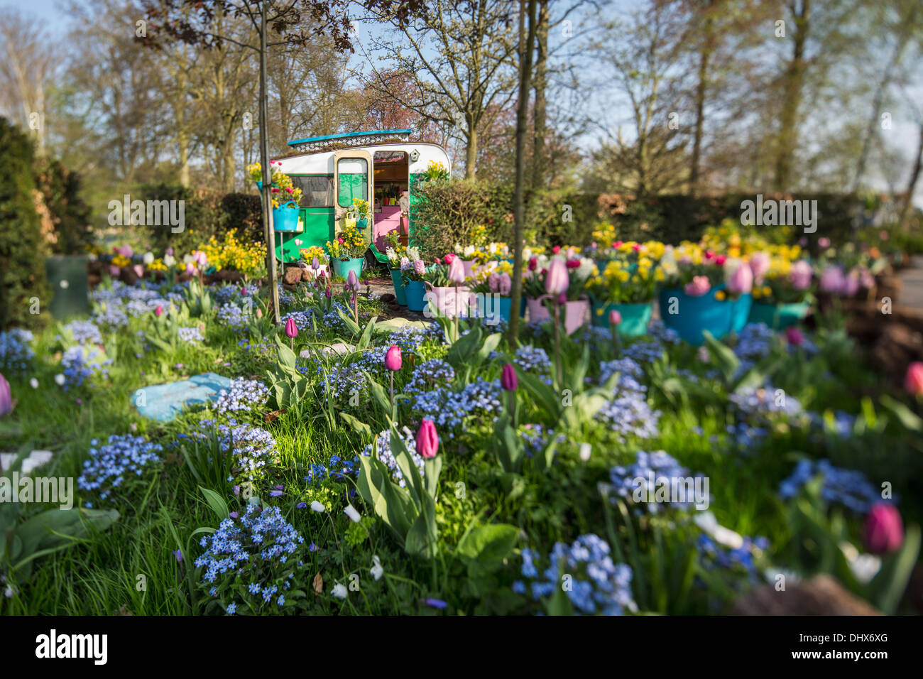 Pays-bas, lisse, jardins de Keukenhof. muscaris Banque D'Images