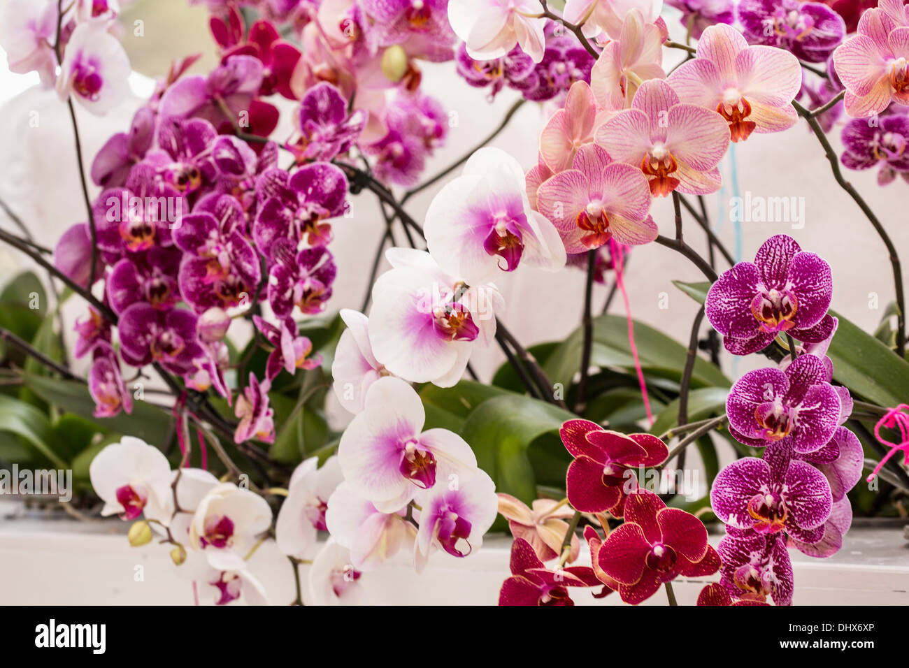 Pays-bas, lisse, jardins de Keukenhof. Orchidées Banque D'Images