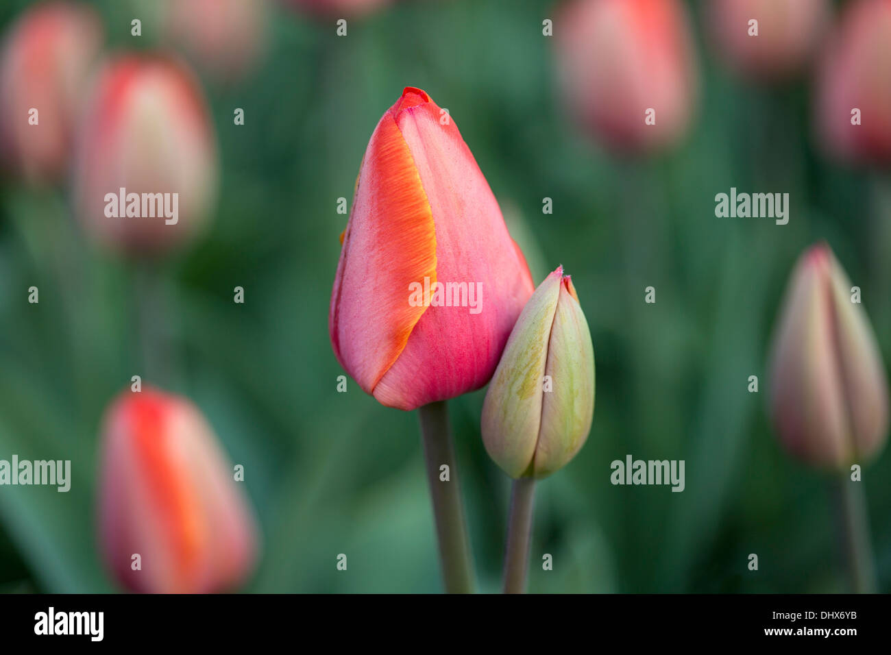 Pays-bas, lisse, jardins de Keukenhof. Tulipes Banque D'Images
