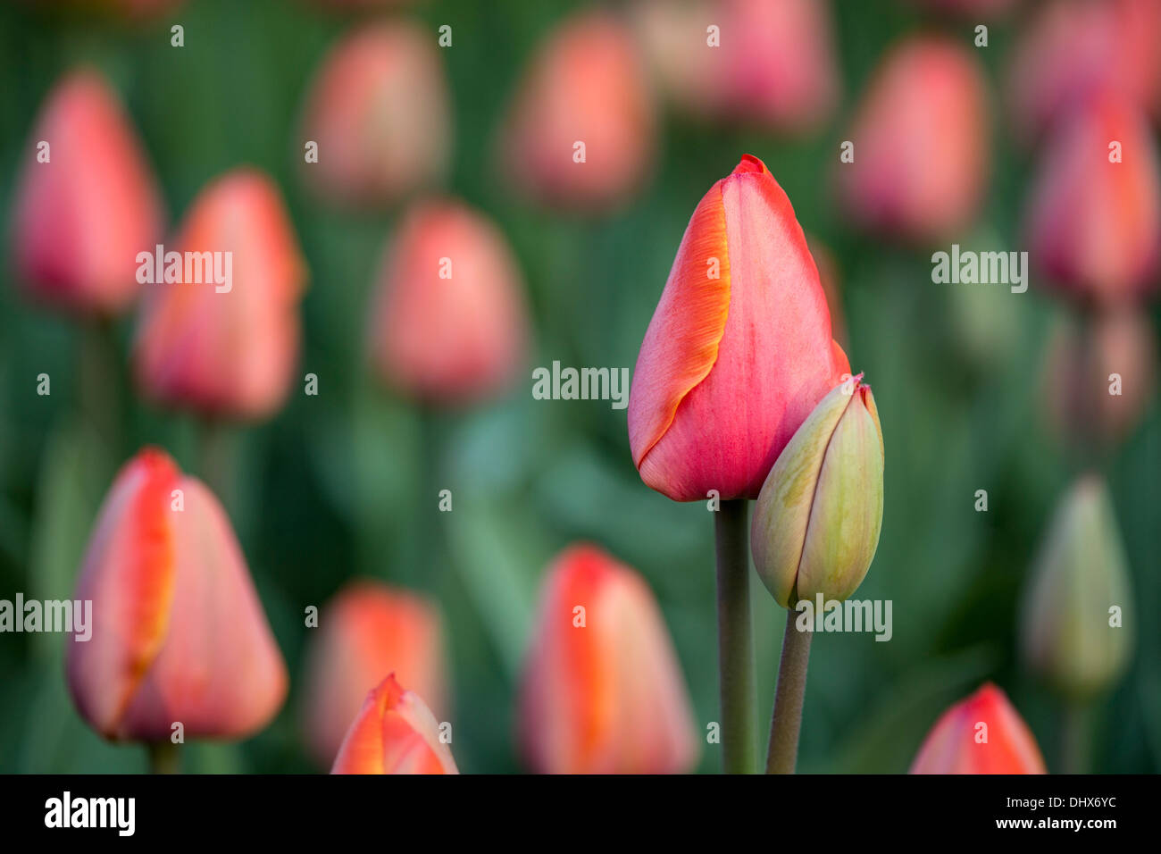 Pays-bas, lisse, jardins de Keukenhof. Tulipes Banque D'Images