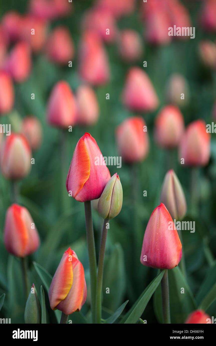 Pays-bas, lisse, jardins de Keukenhof. Tulipes Banque D'Images