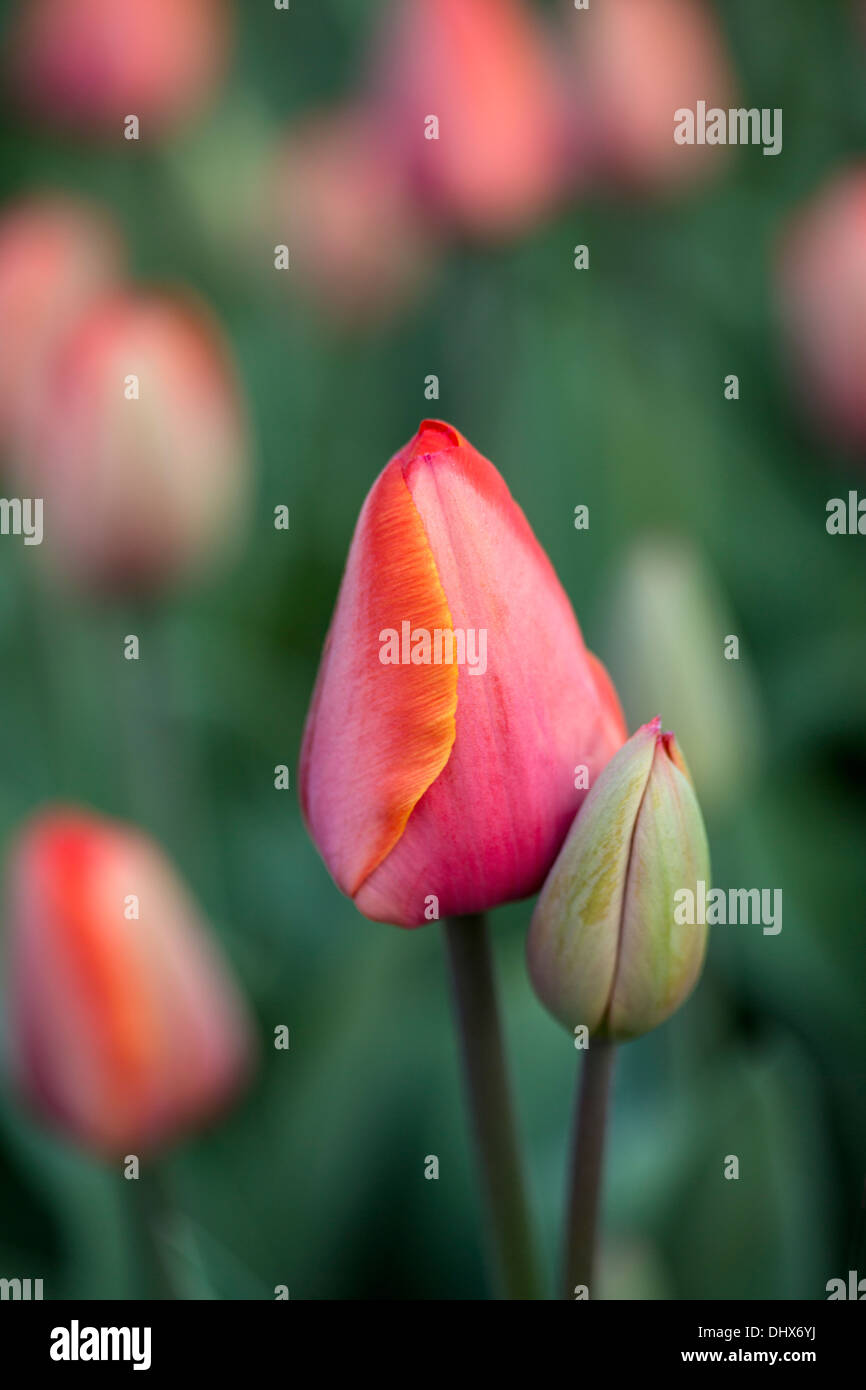 Pays-bas, lisse, jardins de Keukenhof. Tulipes Banque D'Images