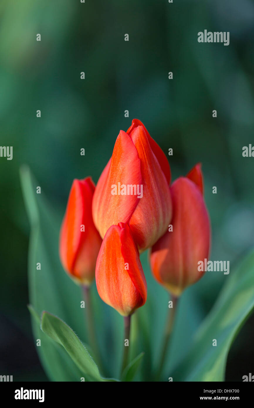 Pays-bas, lisse, jardins de Keukenhof. Tulipes Banque D'Images