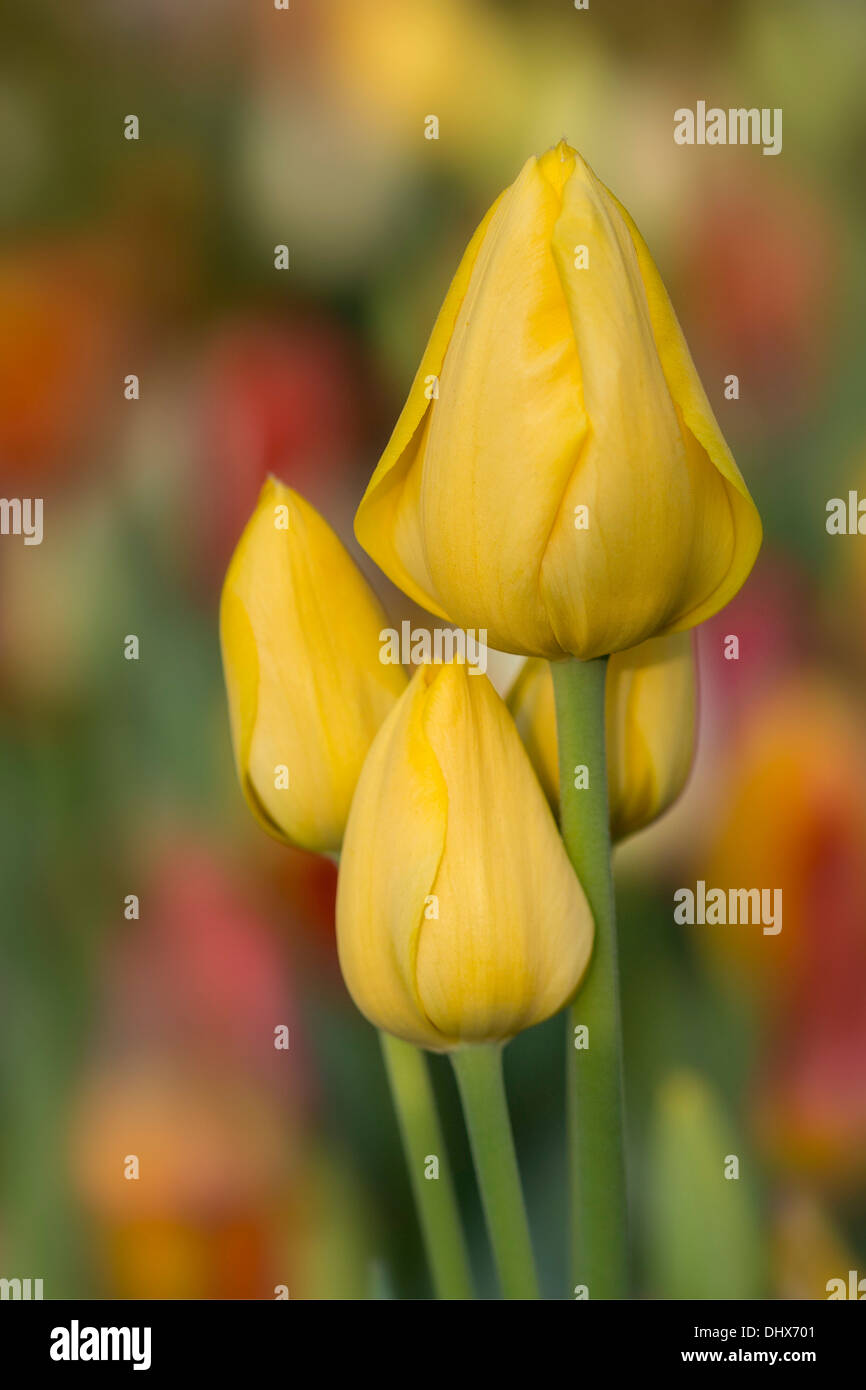 Pays-bas, lisse, jardins de Keukenhof. Tulipes Banque D'Images