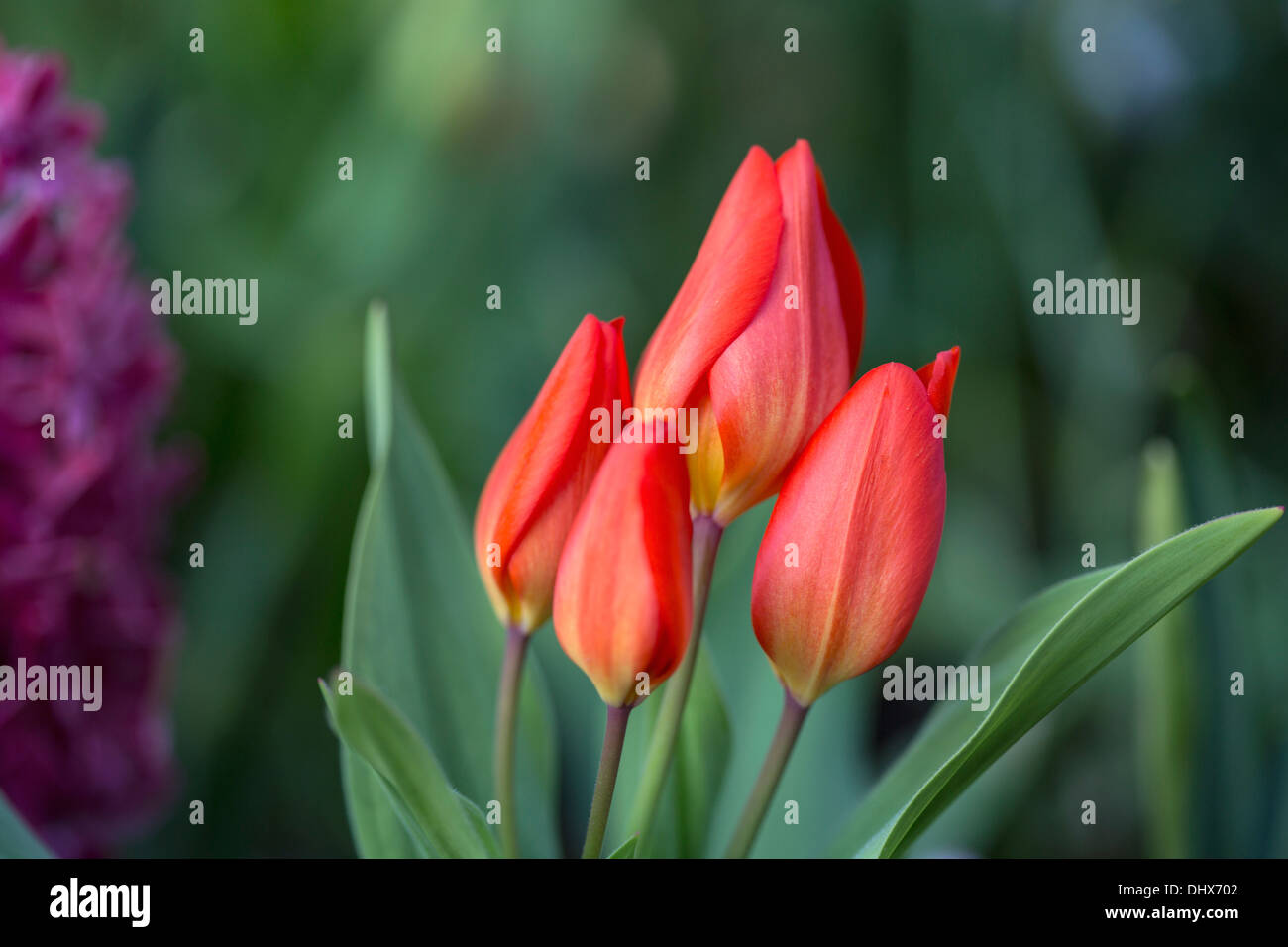 Pays-bas, lisse, jardins de Keukenhof. Tulipes Banque D'Images