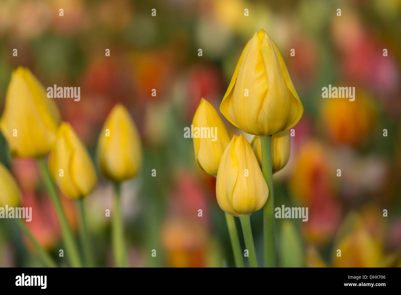 Pays-bas, lisse, jardins de Keukenhof. Tulipes Banque D'Images