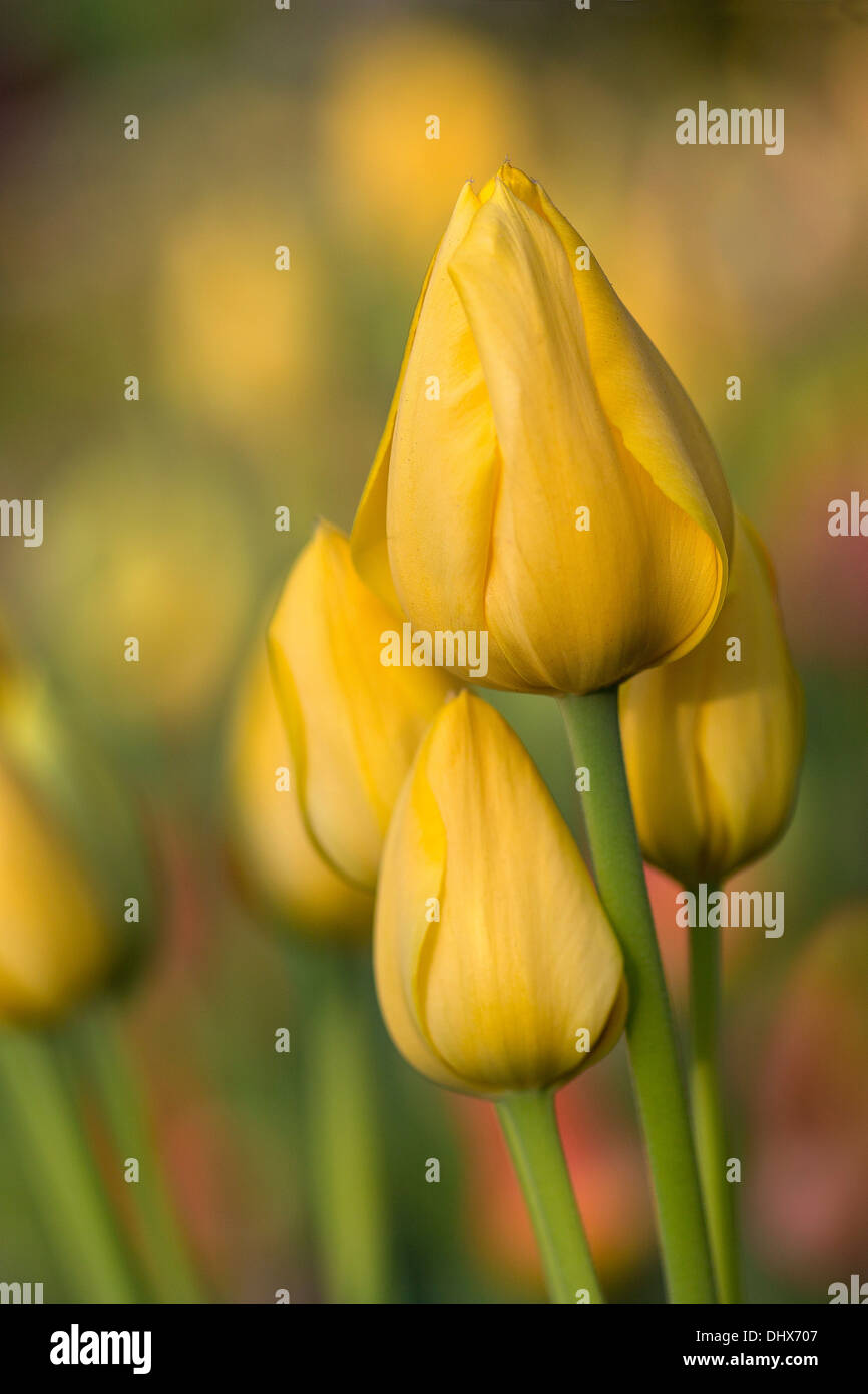 Pays-bas, lisse, jardins de Keukenhof. Tulipes Banque D'Images
