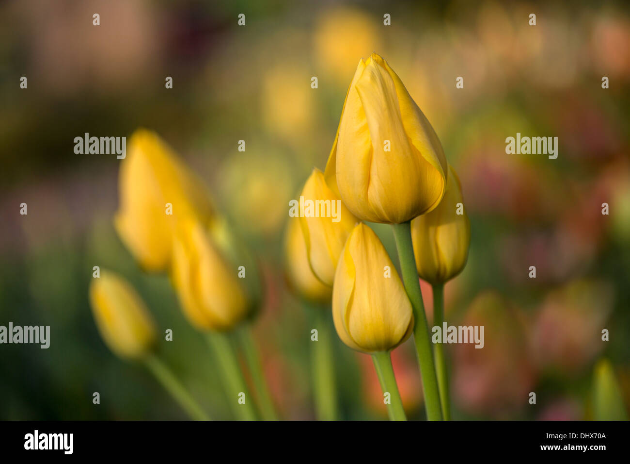 Pays-bas, lisse, jardins de Keukenhof. Tulipes Banque D'Images