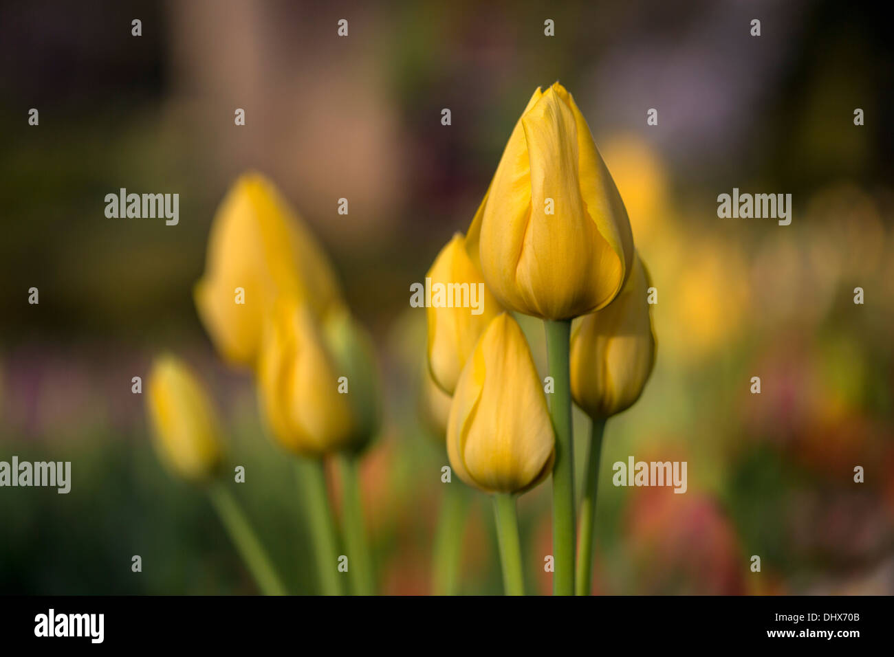Pays-bas, lisse, jardins de Keukenhof. Tulipes Banque D'Images