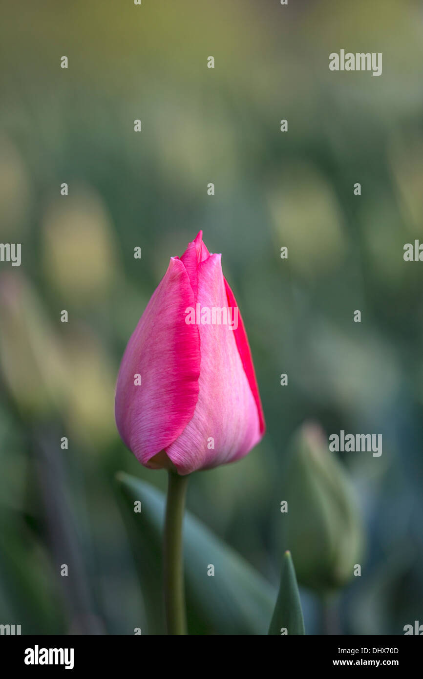 Pays-bas, lisse, jardins de Keukenhof. Tulipes Banque D'Images
