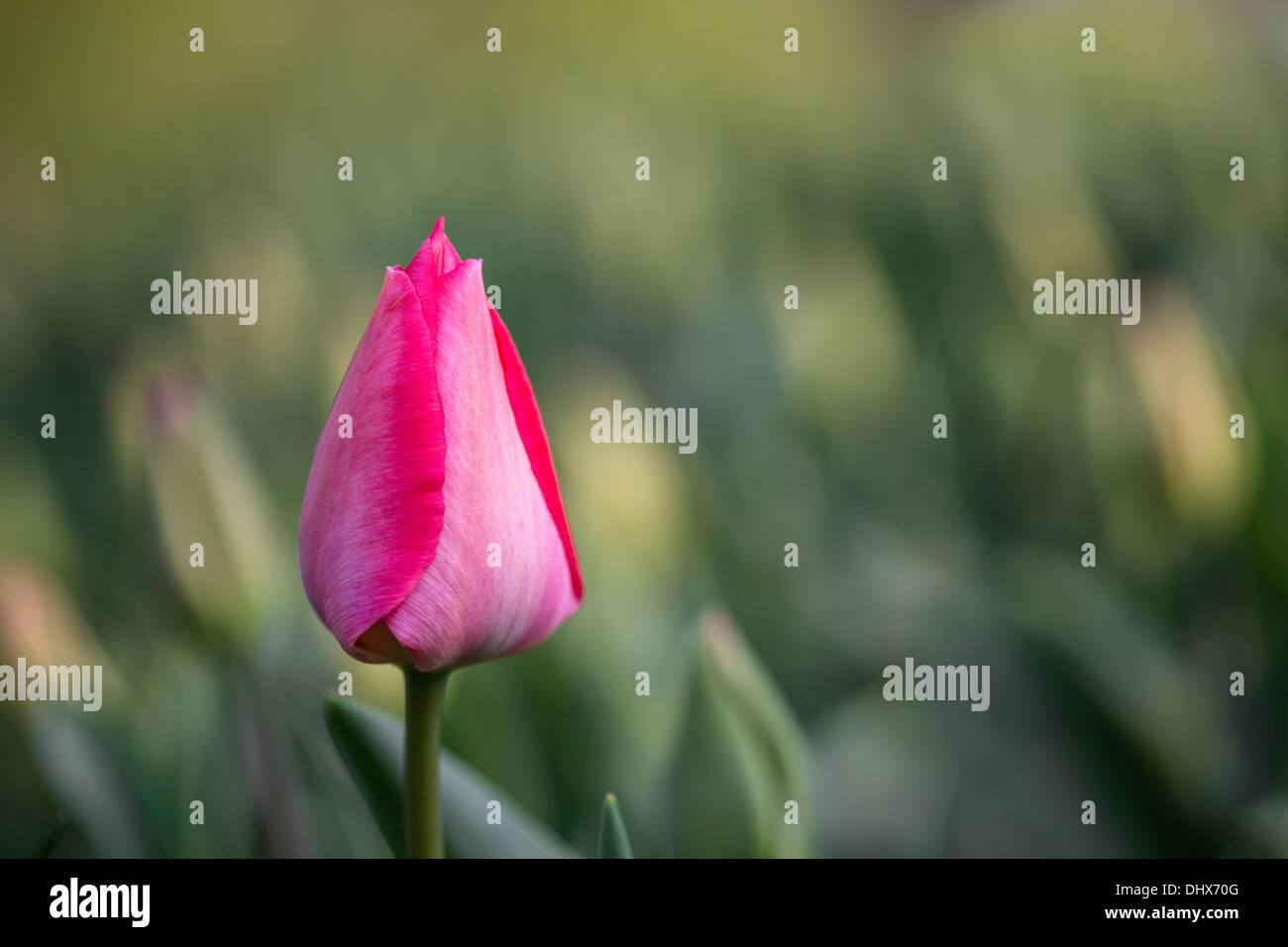 Pays-bas, lisse, jardins de Keukenhof. Tulipes Banque D'Images