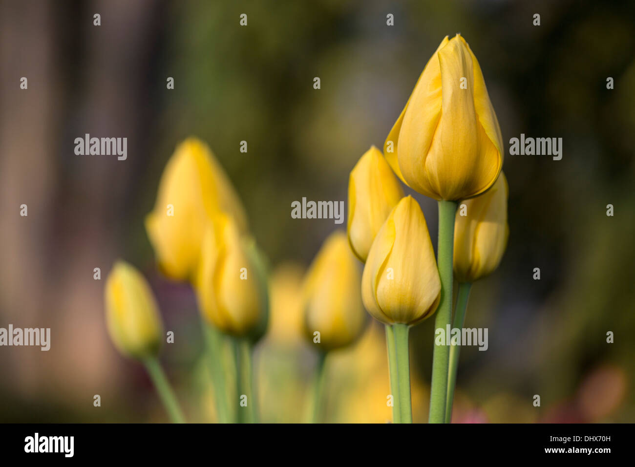 Pays-bas, lisse, jardins de Keukenhof. Tulipes Banque D'Images