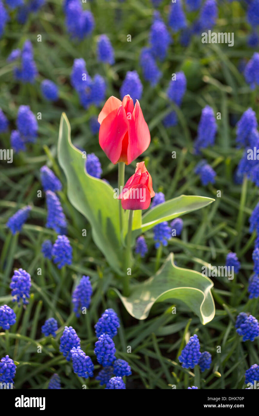 Pays-bas, lisse, jardins de Keukenhof. Tulipes et muscaris Banque D'Images