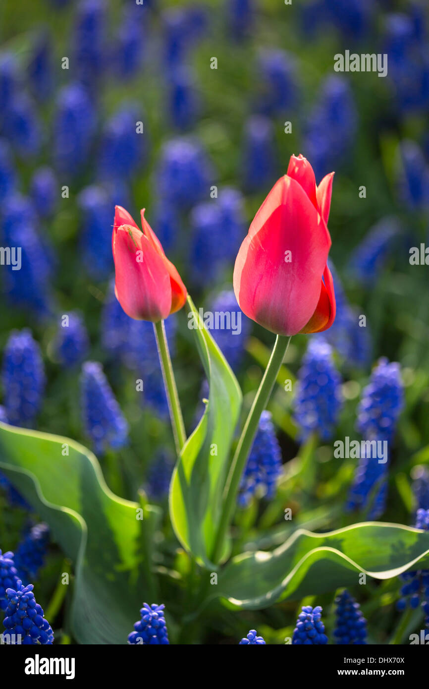 Pays-bas, lisse, jardins de Keukenhof. Tulipes et muscaris Banque D'Images
