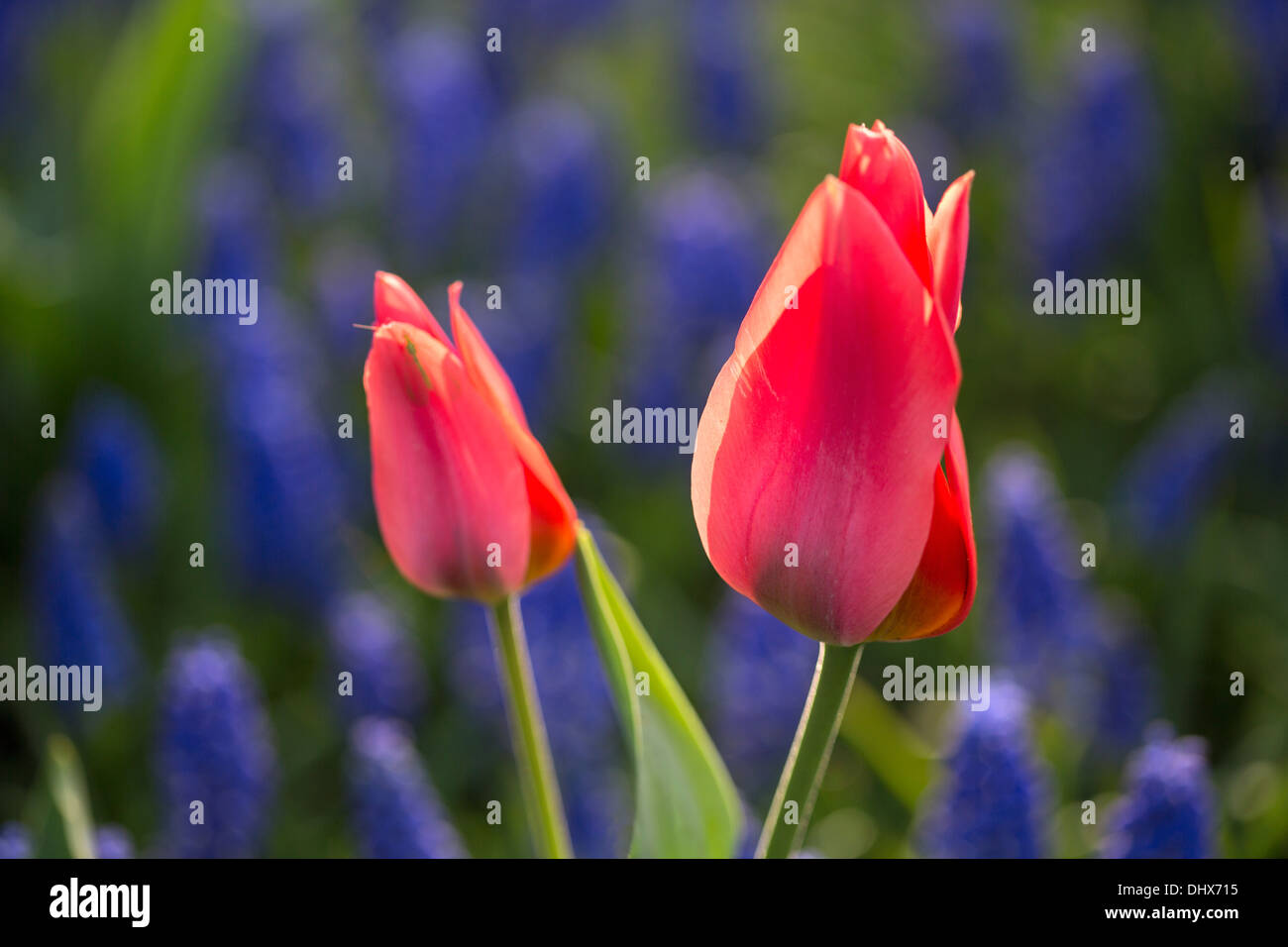 Pays-bas, lisse, jardins de Keukenhof. Tulipes et muscaris Banque D'Images