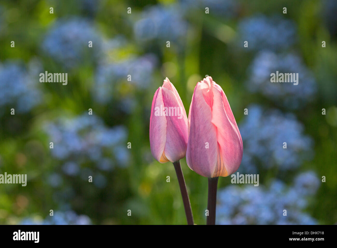 Pays-bas, lisse, jardins de Keukenhof. Tulipes Banque D'Images