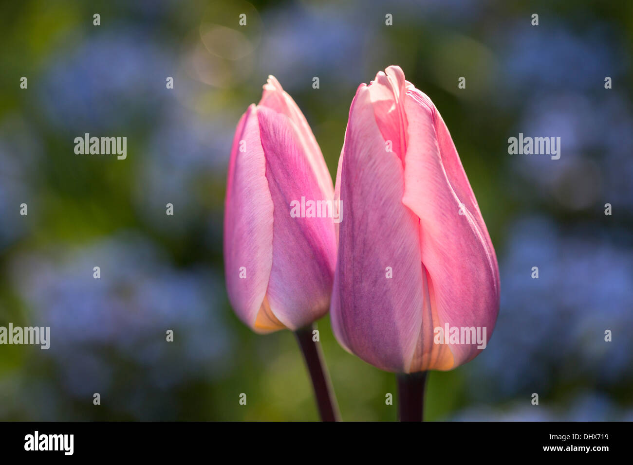 Pays-bas, lisse, jardins de Keukenhof. Tulipes Banque D'Images