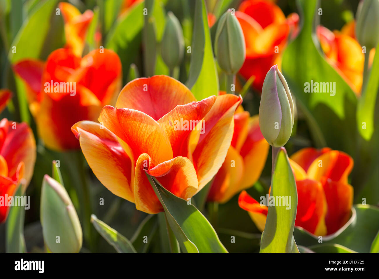 Pays-bas, lisse, jardins de Keukenhof. Tulipes Banque D'Images