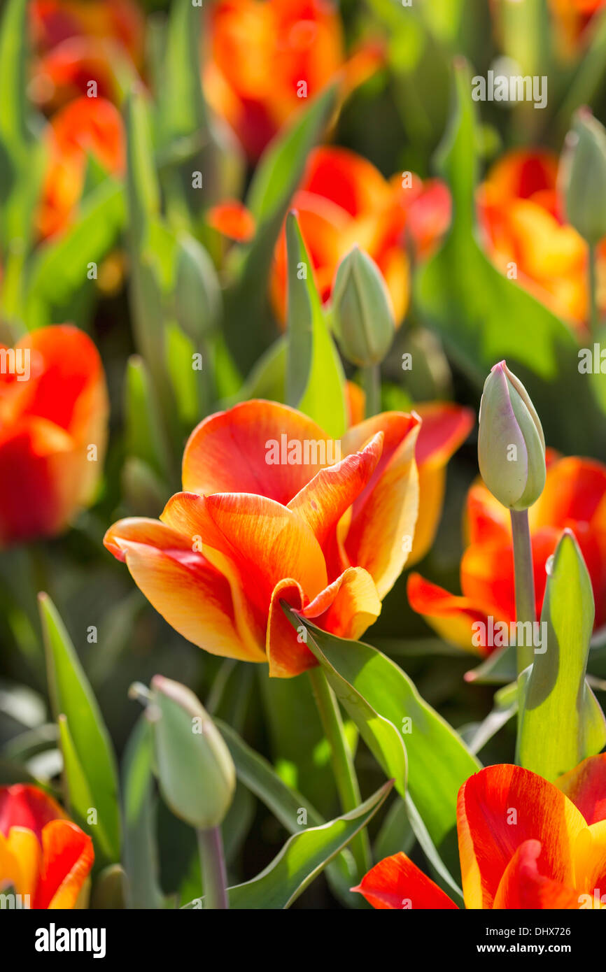 Pays-bas, lisse, jardins de Keukenhof. Tulipes Banque D'Images