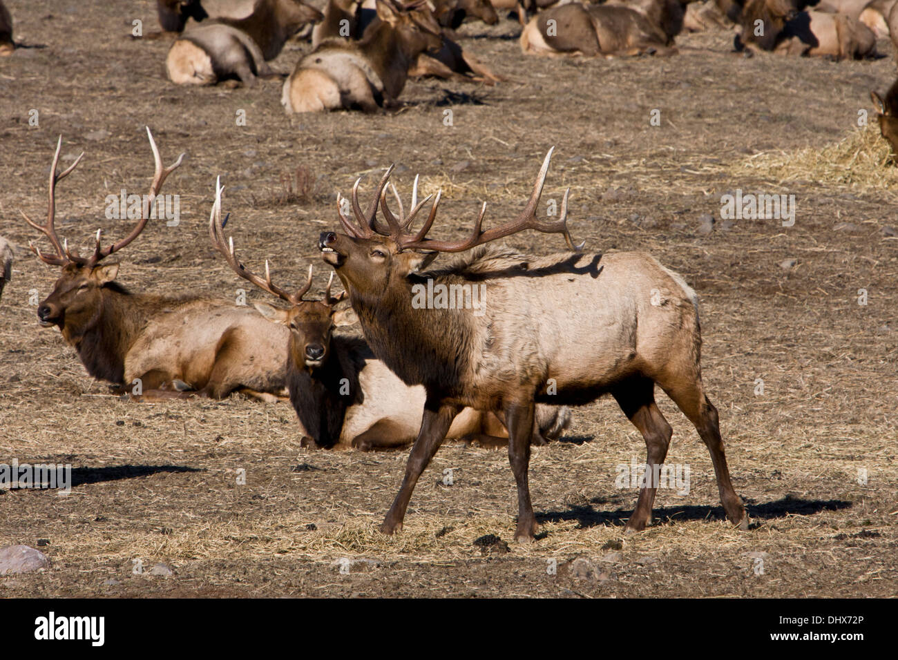 Un Rocky Mountain Elk bugles bull pour le reste du troupeau à l'Oak Creek Wildlife Area près de Naches, Washington. Banque D'Images