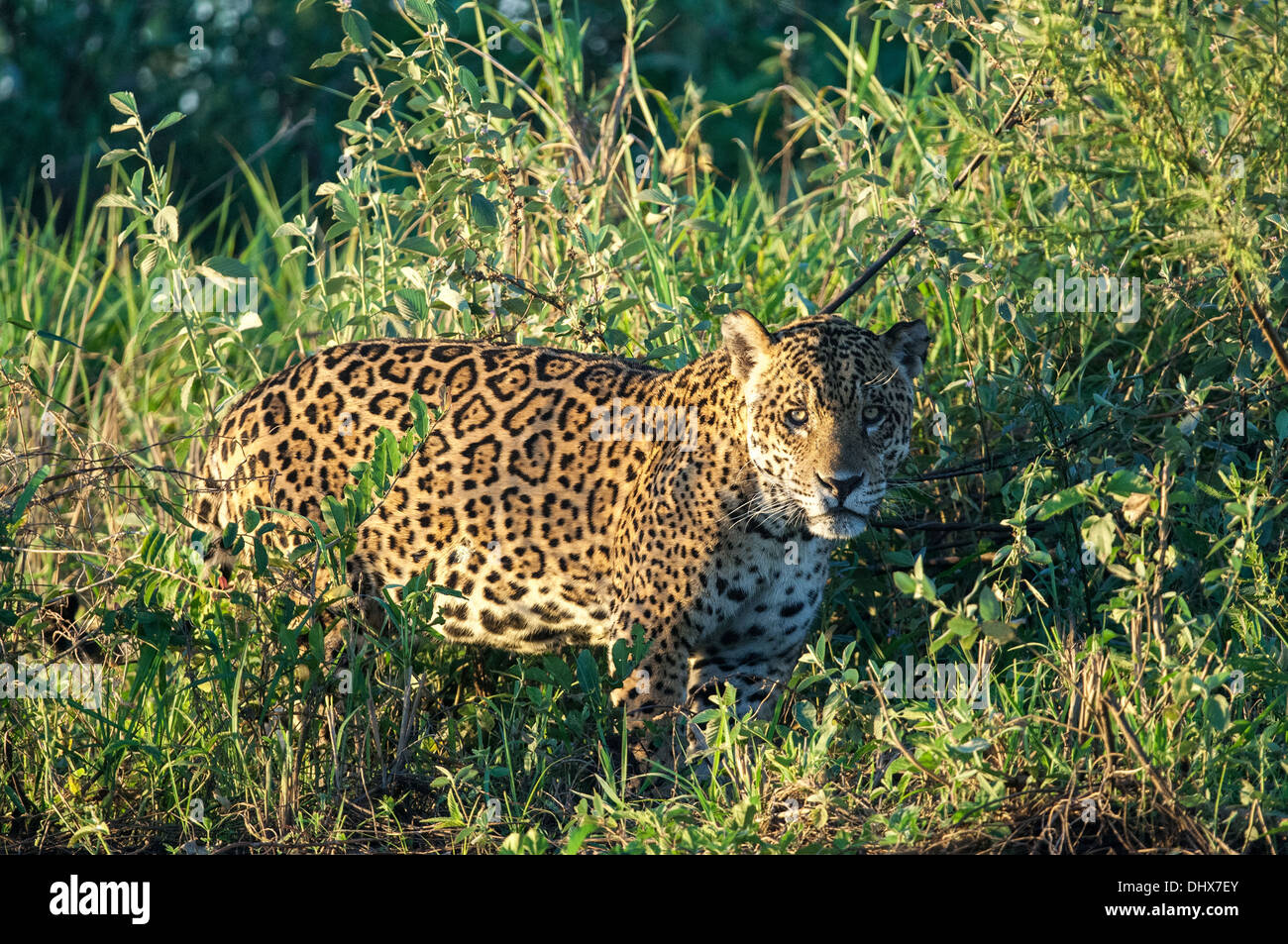 Pantanal Jaguar dans région du Brésil Banque D'Images