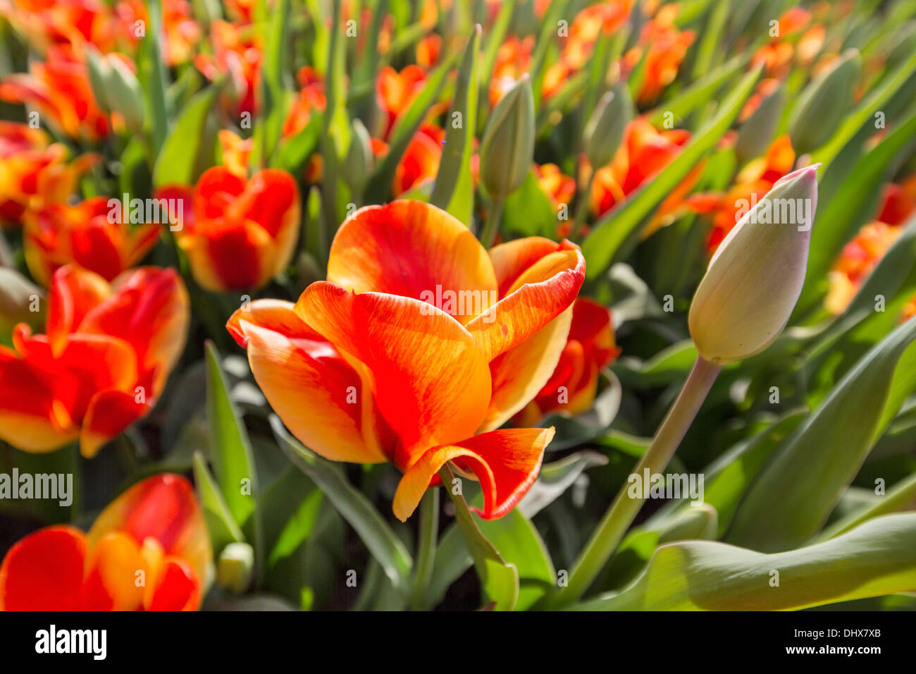 Pays-bas, lisse, jardins de Keukenhof. Tulipes Banque D'Images